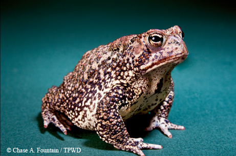 Houston toad